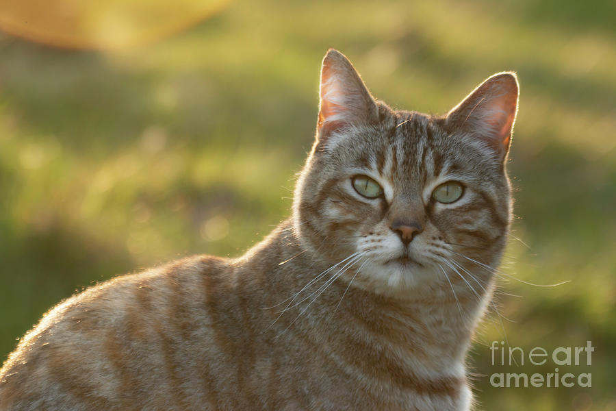 Tabby cat #5 Photograph by Ang El