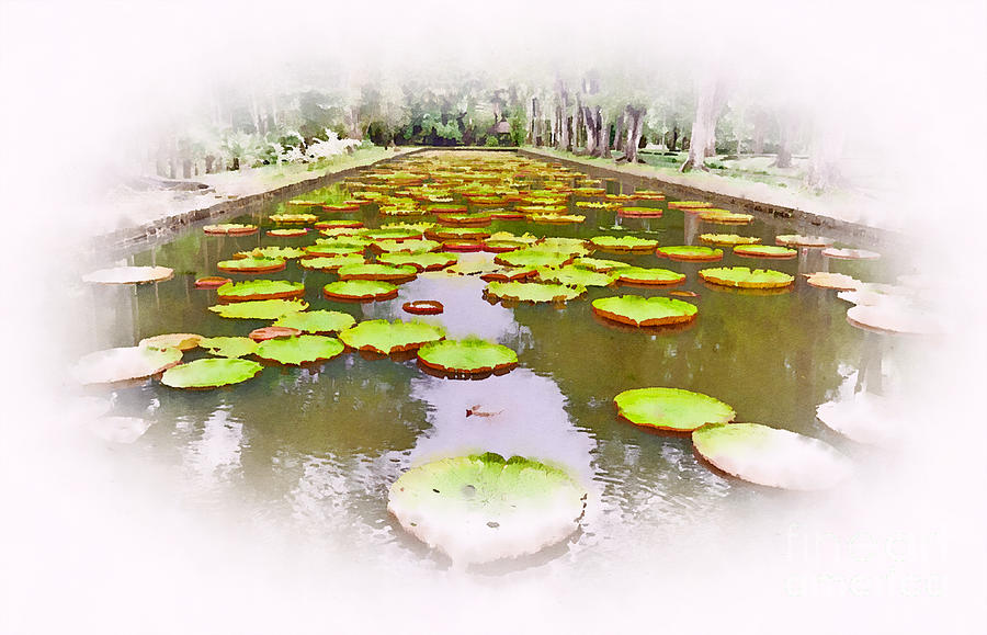 Africa Digital Art - The Lily Ponds of Pamplemousse Botanic Garden #5 by Jules Walters