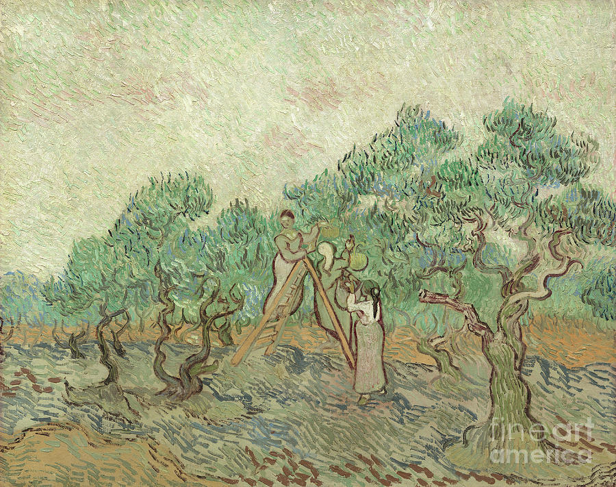 Vincent Van Gogh Photograph - The Olive Orchard #5 by JL Images