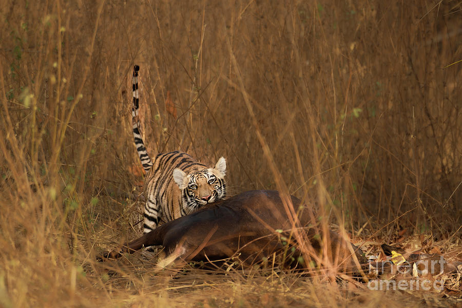 The predator #5 Photograph by Kiran Joshi