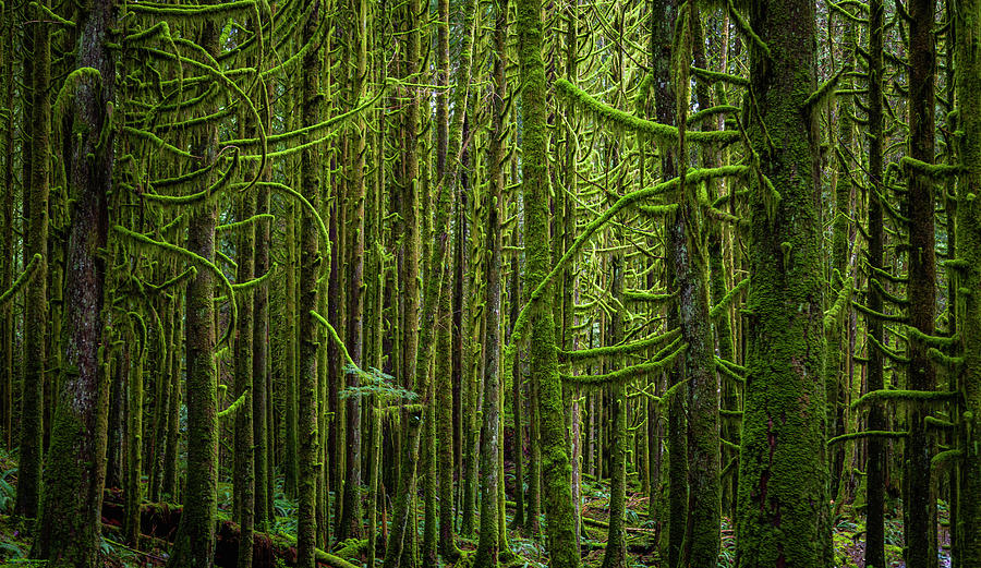 The Woods #5 Photograph by Tommy Farnsworth