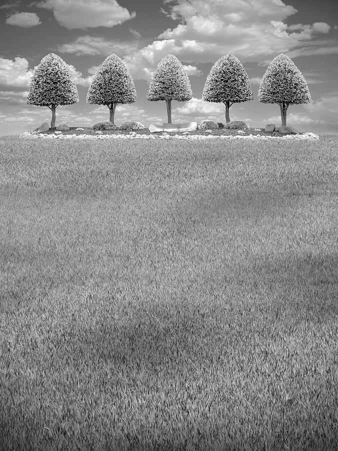 5 Trees - Mid Day bw Photograph by Mike McGlothlen