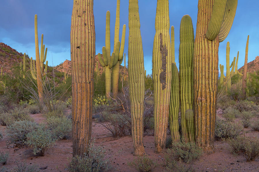 Saguaro National Park Photograph - Tucson Mountains, Saguaro National Park, Arizona #5 by Tim Fitzharris