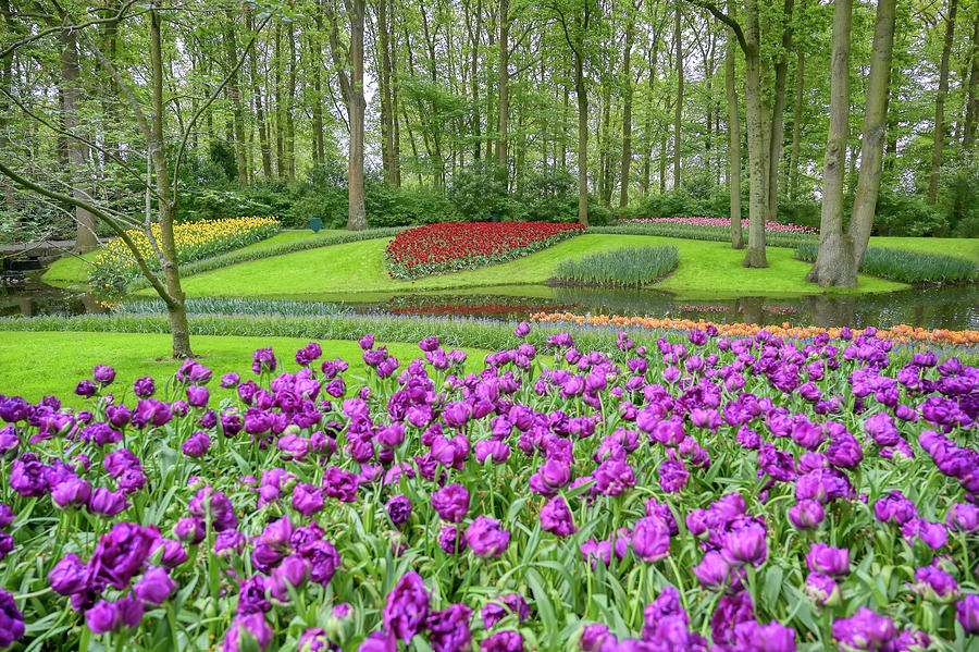 Tulips In Holland Photograph