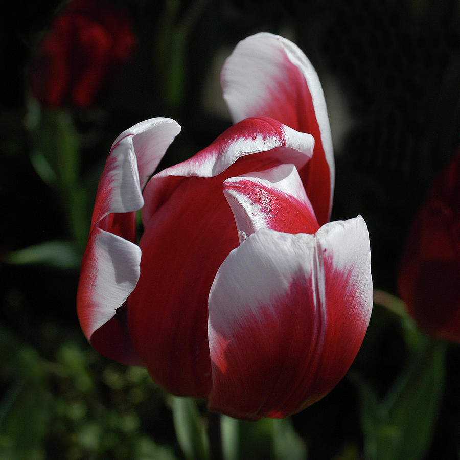 Tulips #5 Photograph by Yue Wang