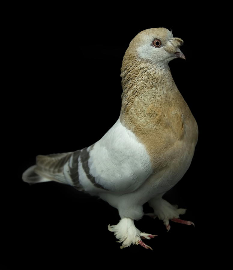 Turkish Takla Pigeon Photograph by Nathan Abbott Fine Art America