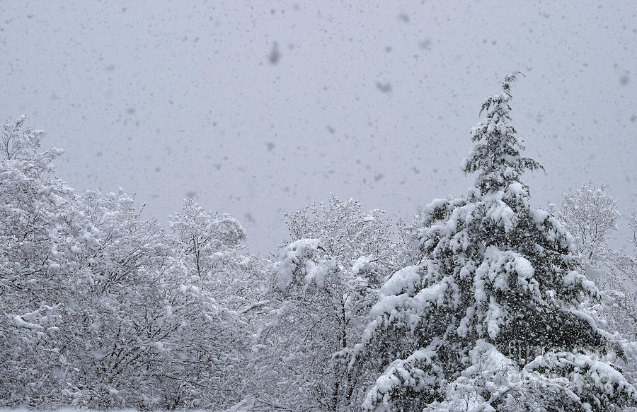 Tree Photograph - Vermont Snow Dreamscape by Debra Banks