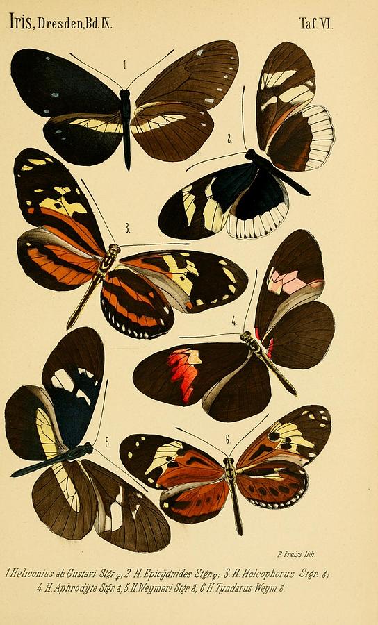 Vintage Butterfly Illustrations #5 Mixed Media by World Art Collective