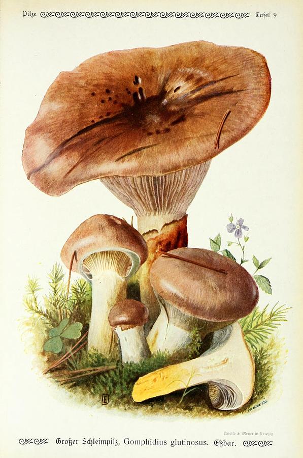 Vintage Fungi Illustrations #5 Mixed Media by World Art Collective