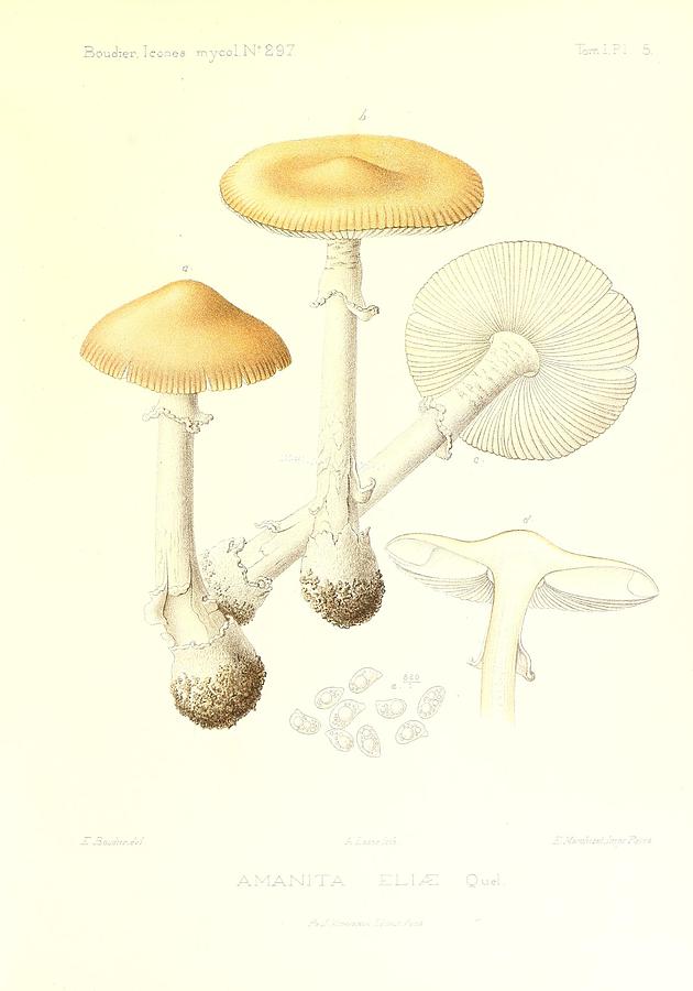 Vintage, Poisonous and Fly Mushroom Illustrations #5 Mixed Media by World Art Collective