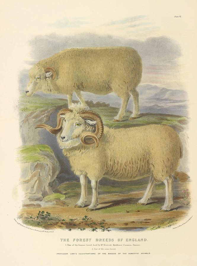 Vintage Sheep illustration Mixed Media by Beautiful Nature Prints ...