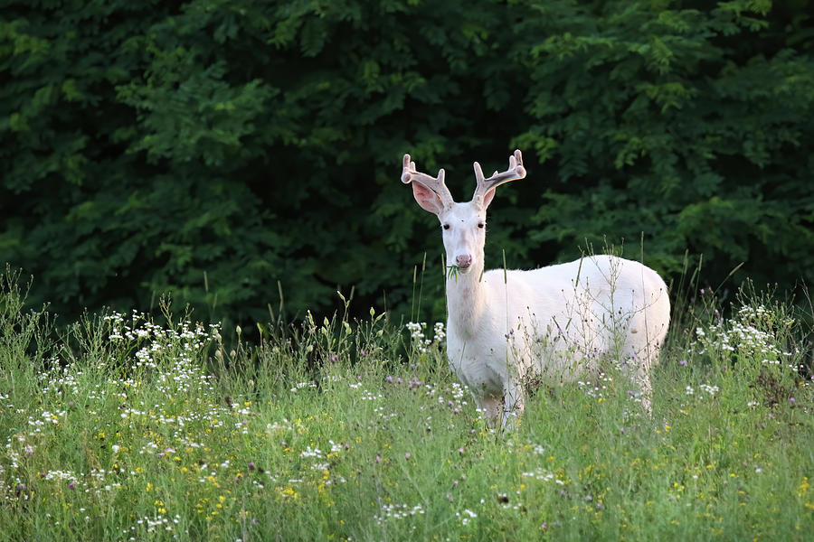 White Buck #5 Photograph by Brook Burling