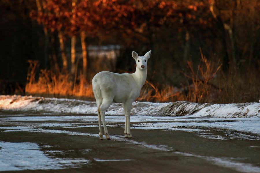 White Deer #5 Photograph by Brook Burling