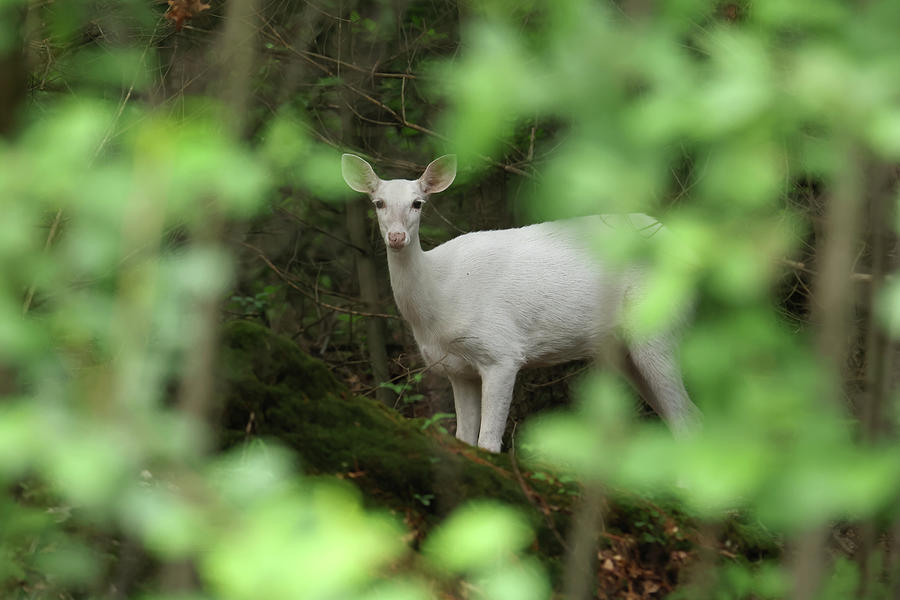 White Doe #5 Photograph by Brook Burling