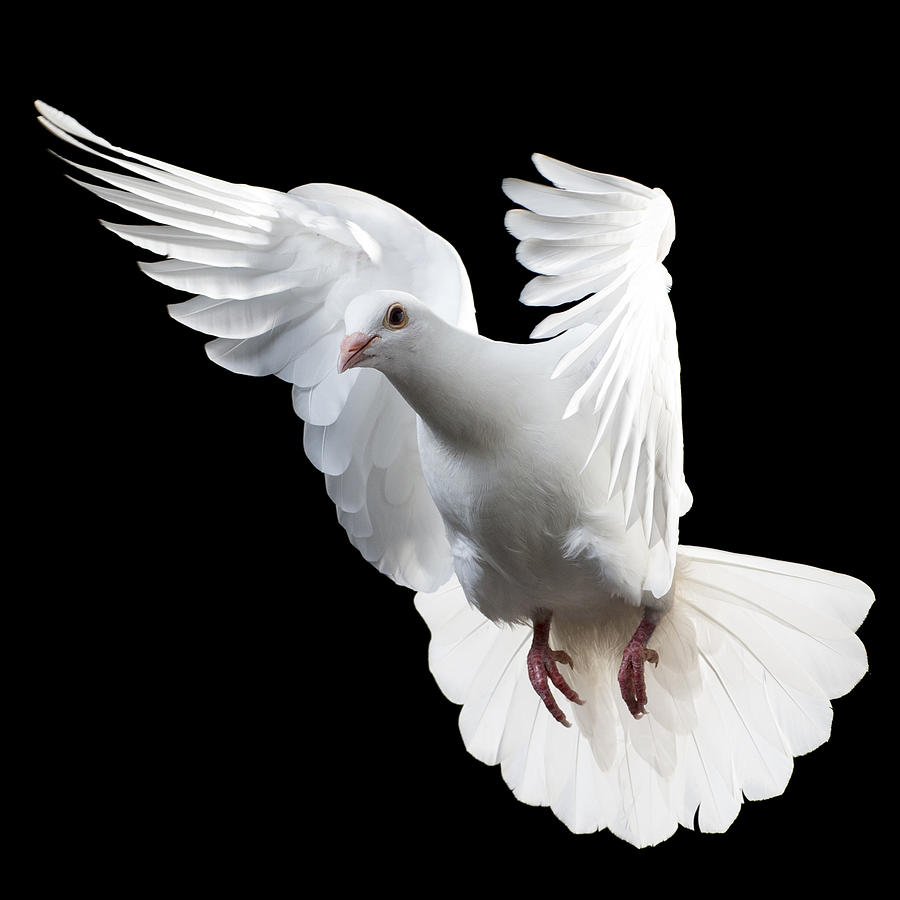 White Dove isolated #5 Photograph by Proxyminder