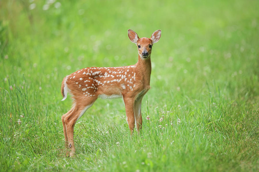 Whitetail Fawn #5 Photograph by Brook Burling