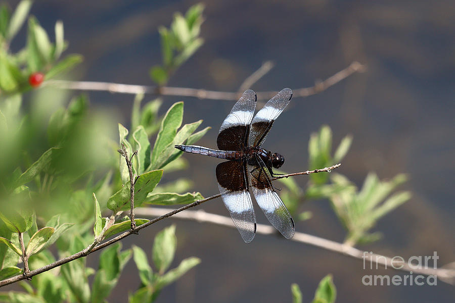 Widow Skimmer Dragonfly #5 Photograph by Tom Doud
