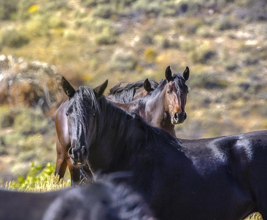Wild Horses #5 Photograph by Laura Terriere