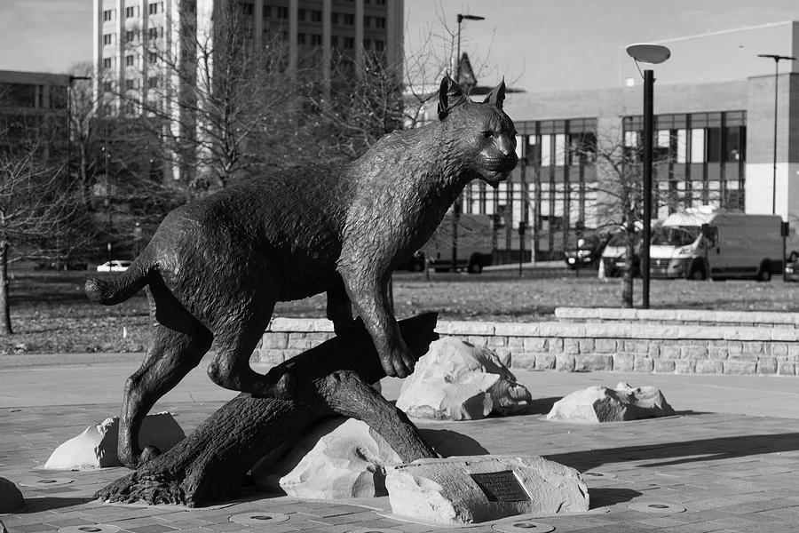 Wildcat statue at the University of Kentucky in black and white #5 Photograph by Eldon McGraw