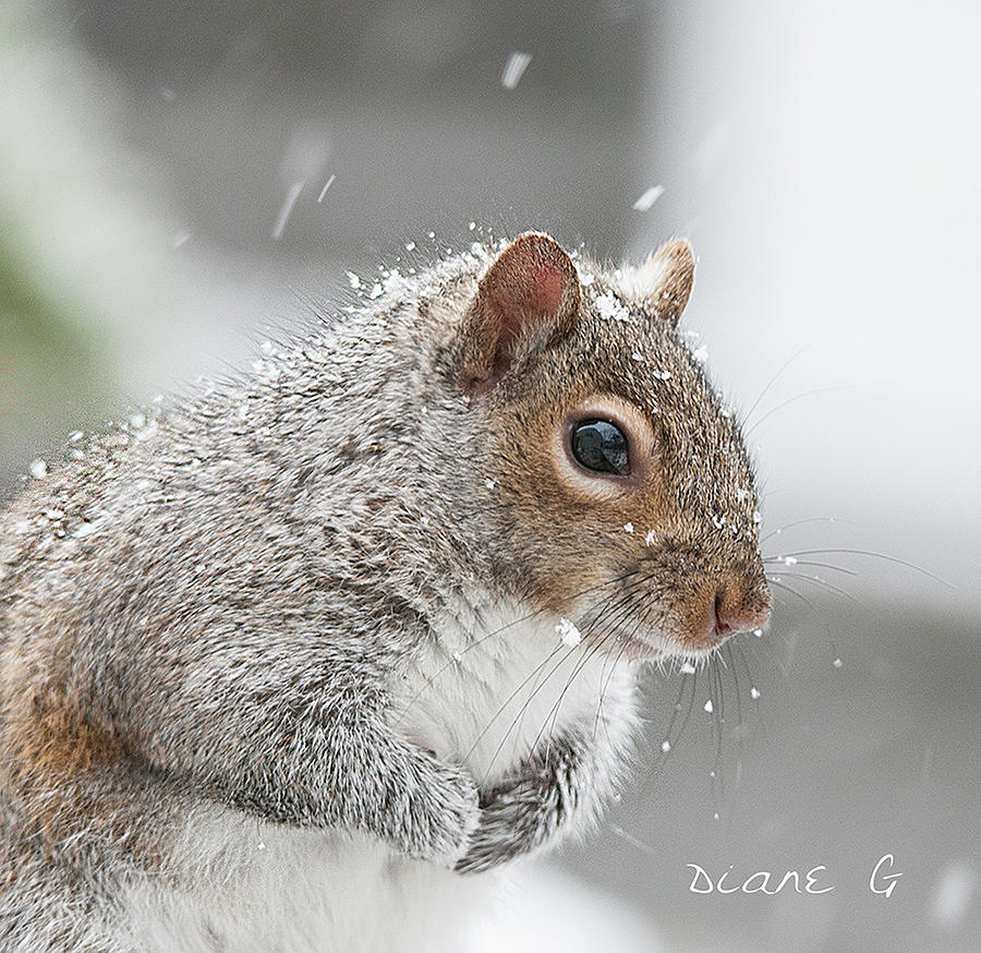 Winter Squirrel #4 Photograph by Diane Giurco