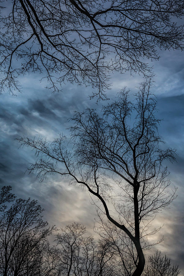 Winter Trees Sky and Clouds #5 Photograph by Robert Ullmann