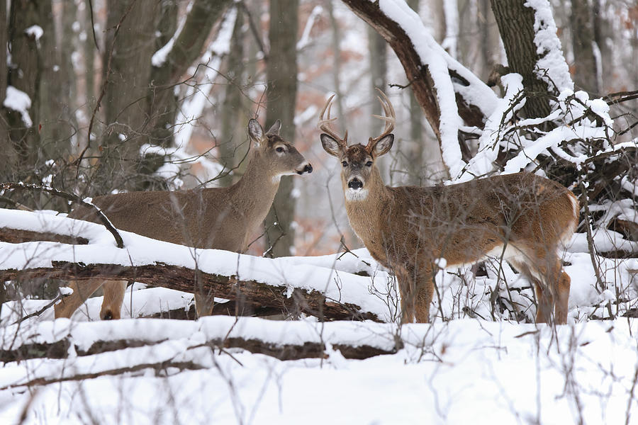 Winter Whitetail #5 Photograph by Brook Burling