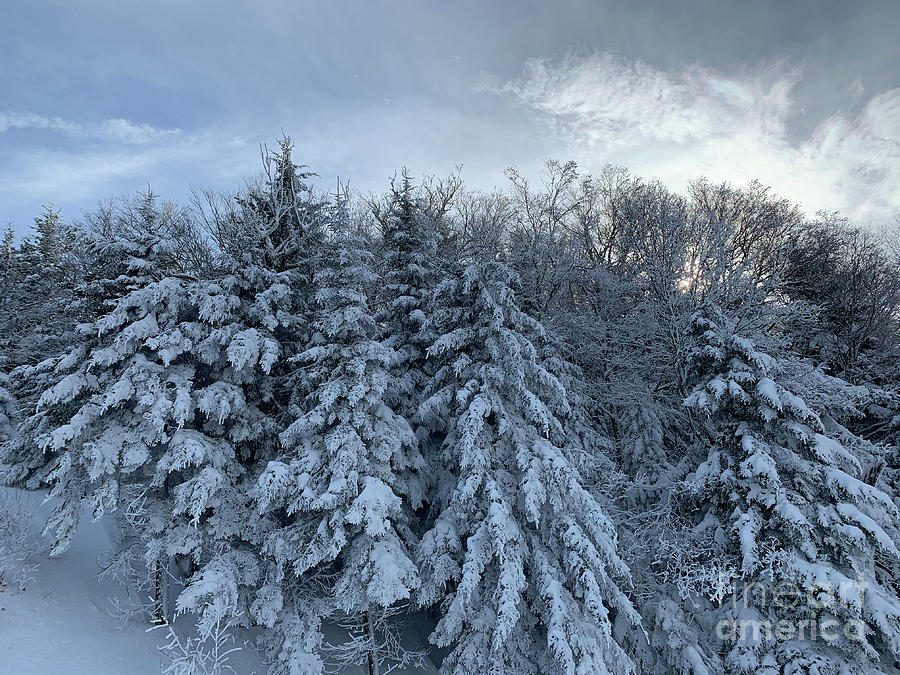 Winter Wonderland Photograph by Annamaria Frost