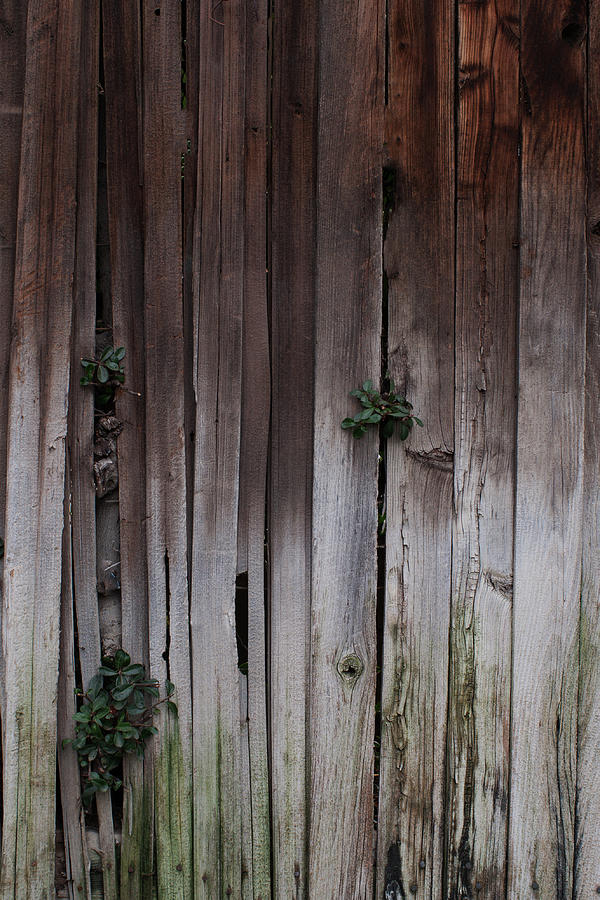 Wood Fence Background #5 Photograph by Robert Braley