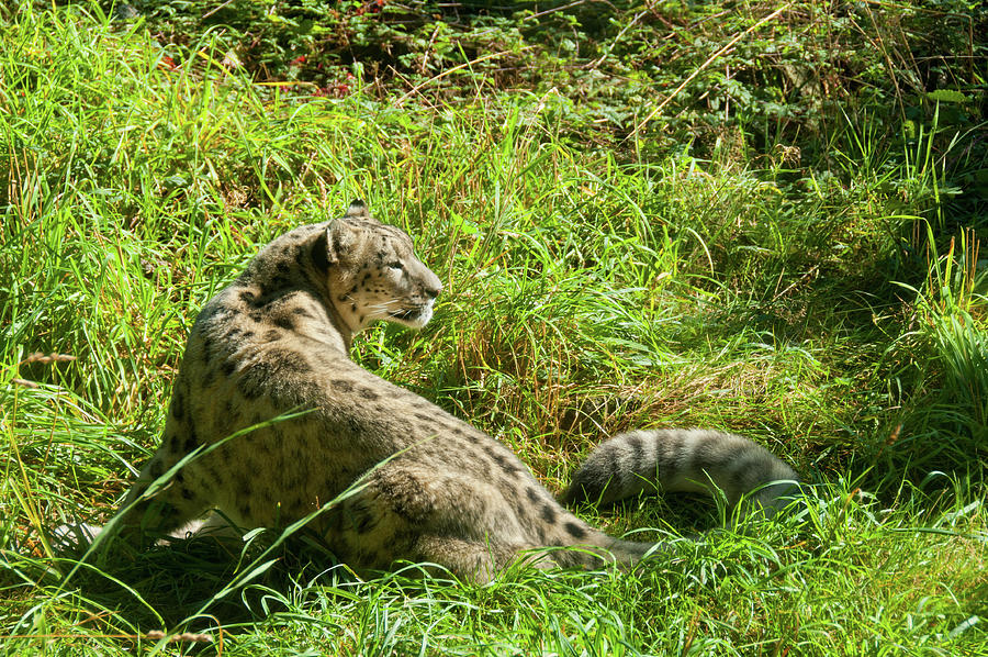 Woodland Park Zoo Big Cats Digital Art