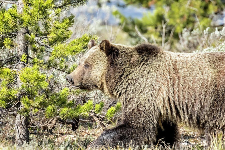 5 Year Old Female Grizzly Near Colter Bay Photograph by Belinda Greb