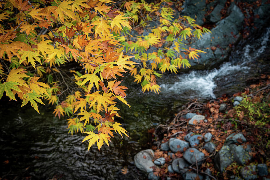 Yellow maple leaves on a tree above a flowing river #1 Photograph by Michalakis Ppalis