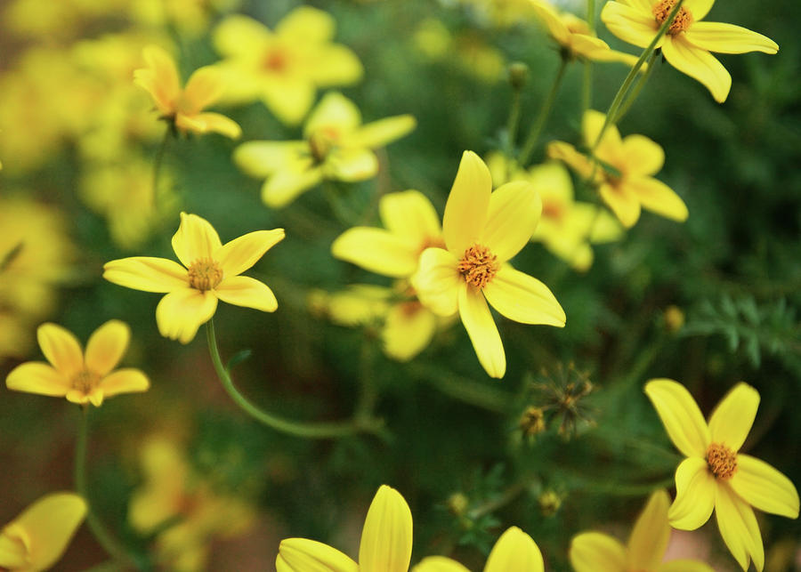 5 Yellow Petals Photograph by Todd Klassy