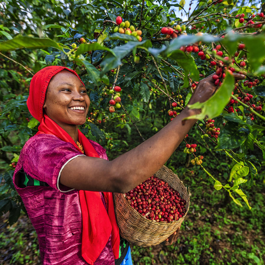 Young African woman collecting coffee cherries, East Africa #5 Photograph by Bartosz Hadyniak