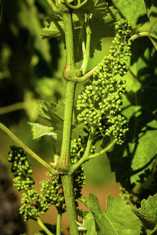 Young grape flower buds on the vine Photograph by Jon Ingall - Fine Art ...