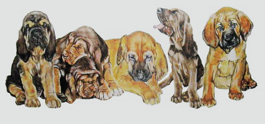 Bloodhound Puppies Mixed Media by Barbara Keith