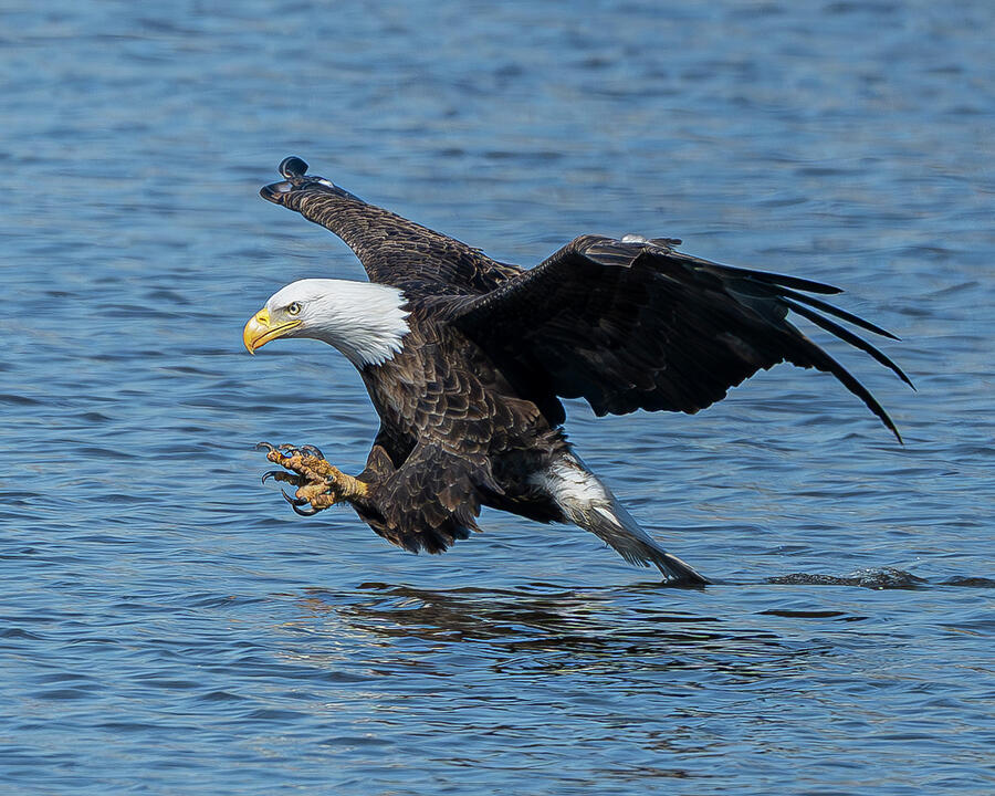Bald Eagle #50 Photograph by Alan Moore Bald Eagle #50 Photograph by Alan Moore