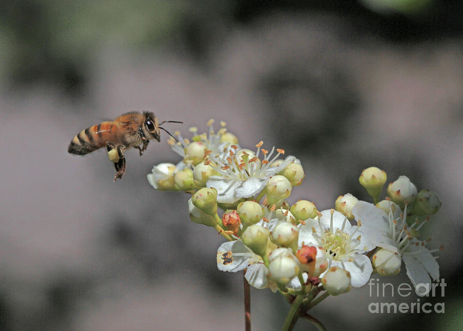 Honeybee #50 Photograph by Gary Wing