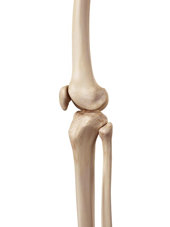 Human knee anatomy #50 Drawing by Sebastian Kaulitzki/science Photo Library