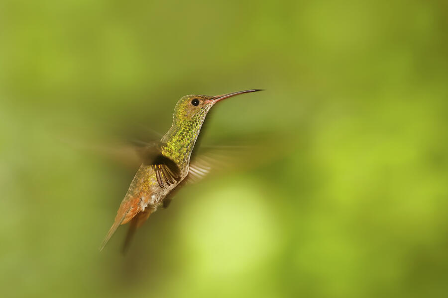 Hummingbird Photograph - 50 Shades of Green - Hovering hummingbird by Roeselien Raimond