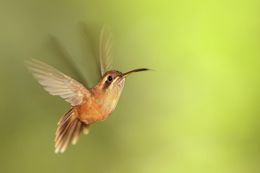 Hummingbird Photograph - 50 Shades of Green II - Hovering hummingbird by Roeselien Raimond