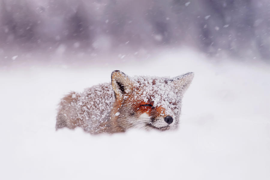 Fox Photograph - 50 Shades of White and a Touch of Red by Roeselien Raimond