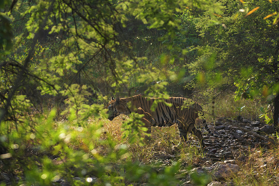 Tiger of Tadoba #50 Photograph by Kiran Joshi