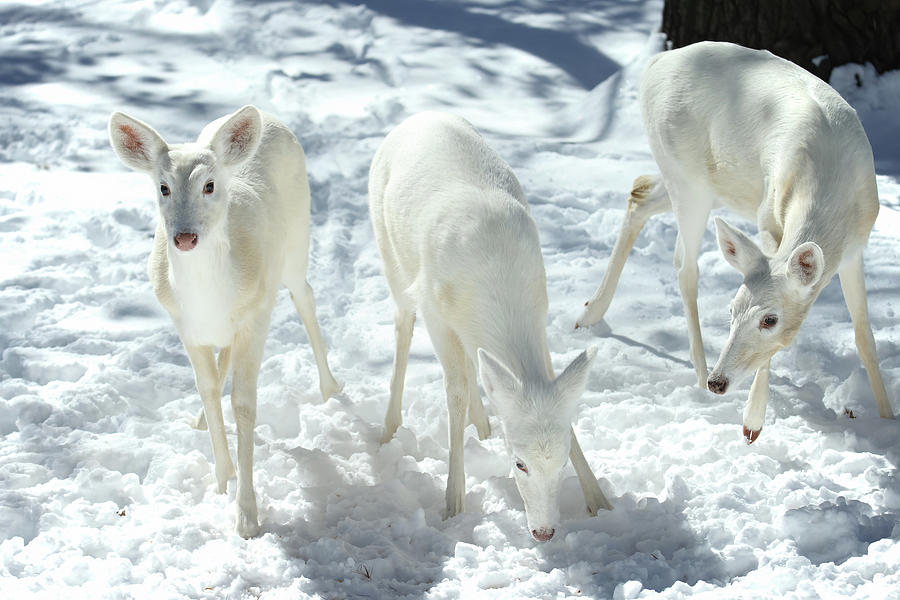 White Deer #50 Photograph by Brook Burling