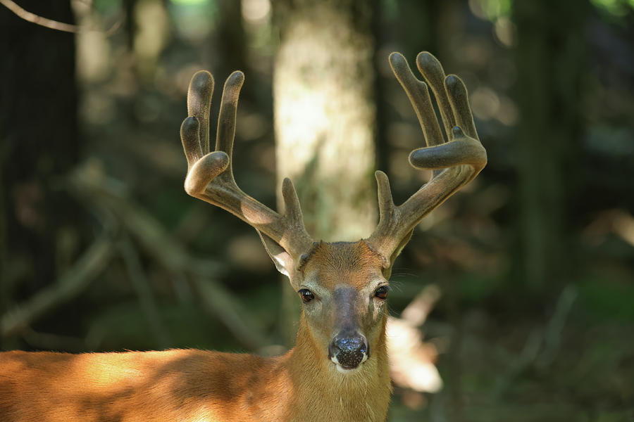 Whitetail Buck #50 Photograph by Brook Burling