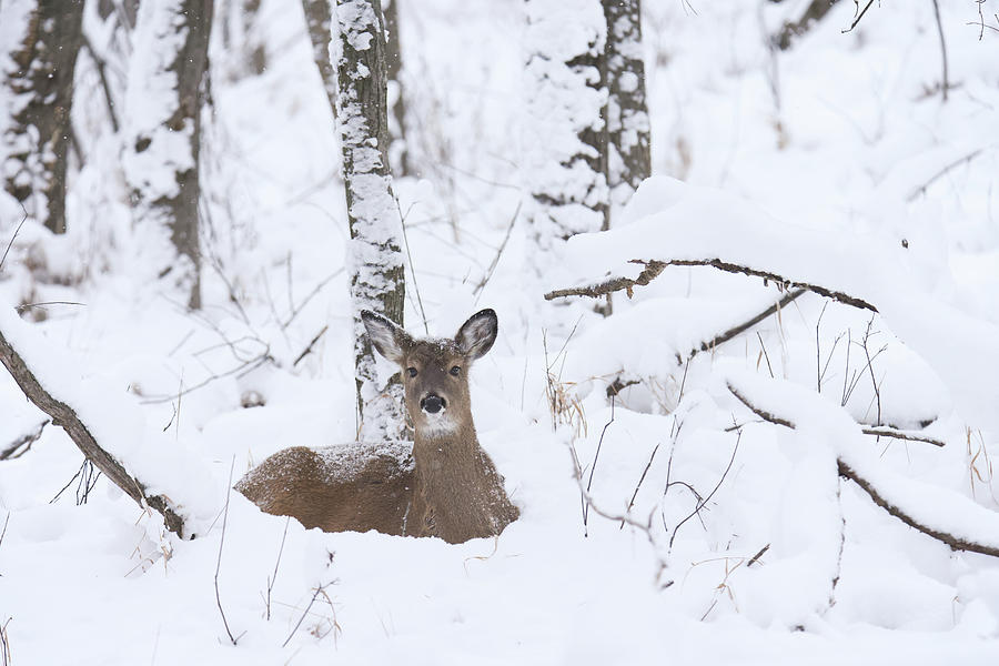 Whitetail Deer #50 Photograph by Brook Burling