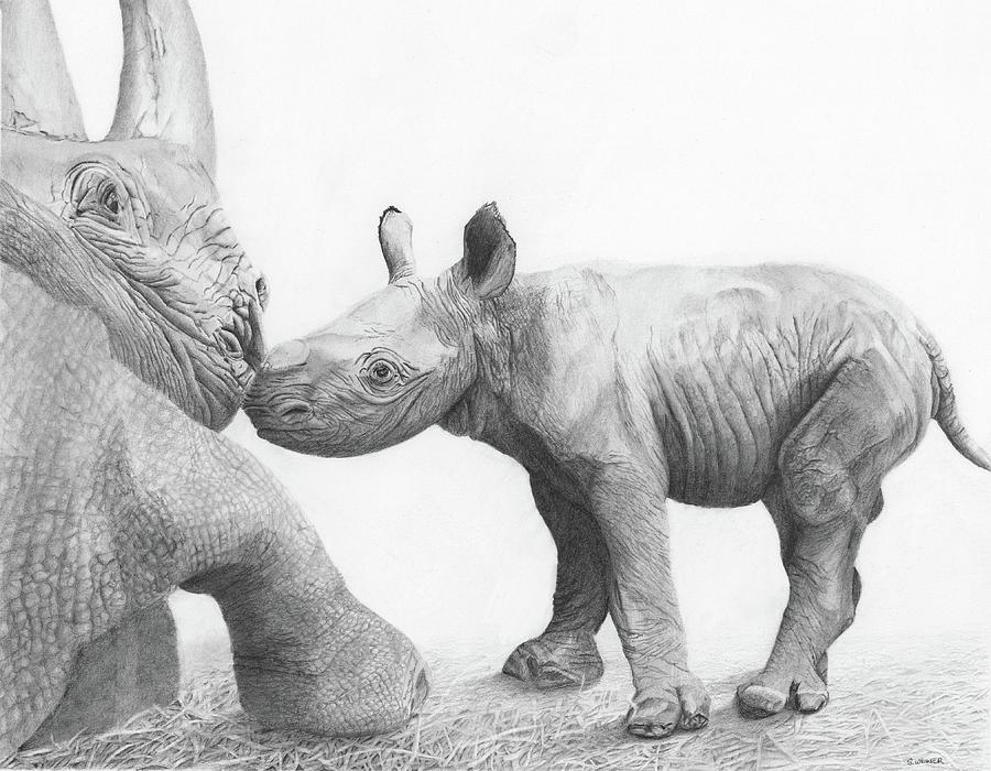 Black Rhino Drawing - 5000 by Sandra Weiner
