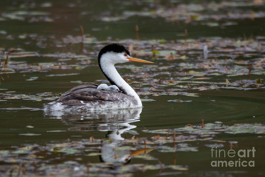 Fish Photograph - Clarks Grebe and Youngsters5045 by Craig Corwin