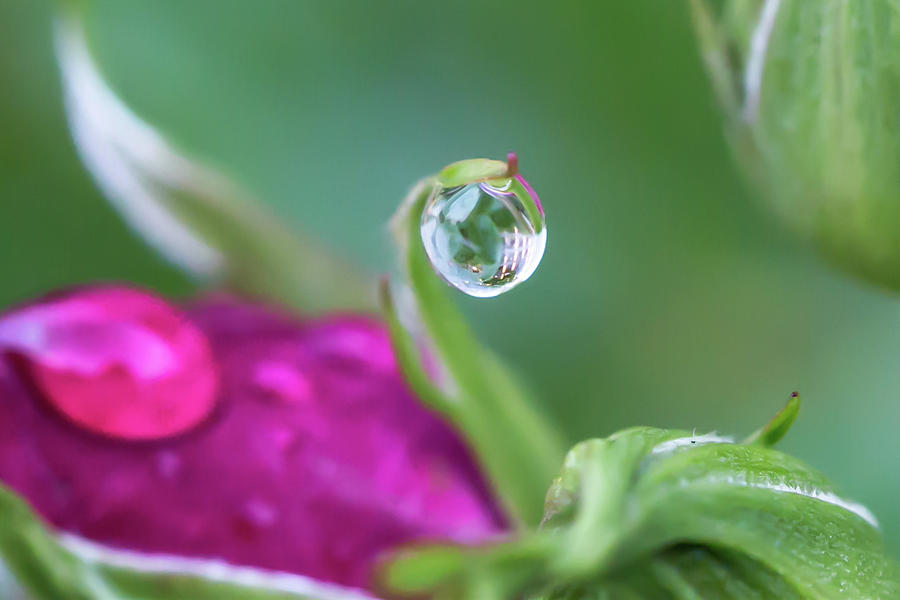5055 Water Drops in the Rose Garden Photograph by Darshan Nohner Photography