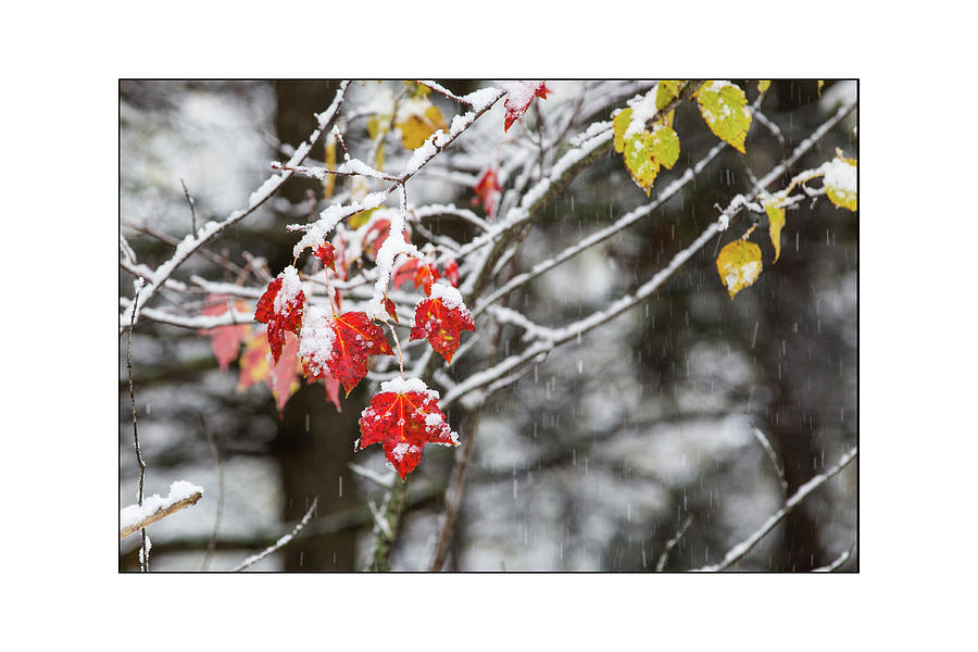 5068 Red Leaf in the Snow Photograph by Darshan Nohner Photography