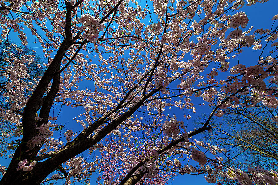 Cherry Blossoms Photograph